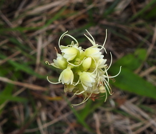 Peristylus formosanus iNat (2)
