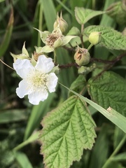 Rubus