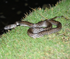 Madagascarophis colubrinus