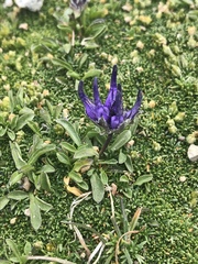 Phyteuma globulariifolium