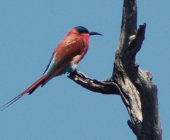 Merops nubicoides