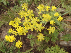 Bupleurum multinerve