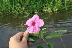 Rhabdadenia madida