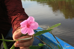 Rhabdadenia madida