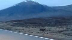 Cervus elaphus elaphus