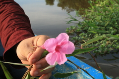 Rhabdadenia madida