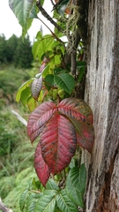 Toxicodendron orientale
