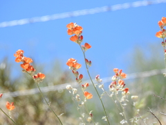 Sphaeralcea munroana
