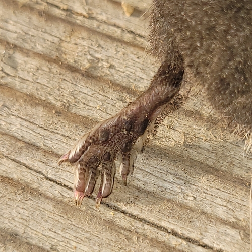 Mediterranean Water Shrew, Bayern, DE, photo 10 of 10