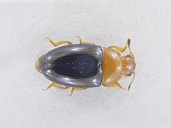Triplax rufipes