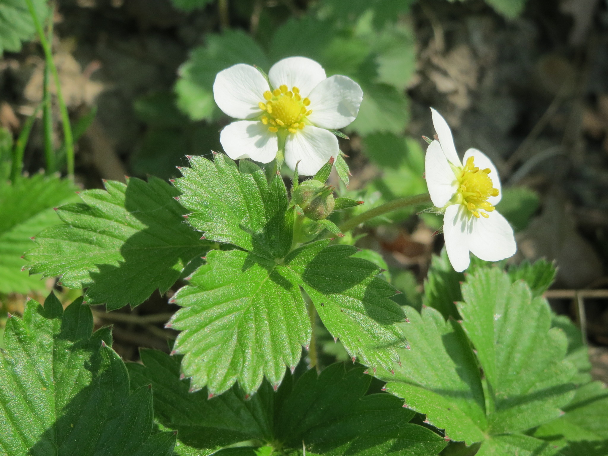 Fragaria vesca ssp. vesca