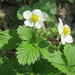 Fragaria vesca vesca - Photo (c) Andreas Rockstein, some rights reserved (CC BY-NC), uploaded by Andreas Rockstein