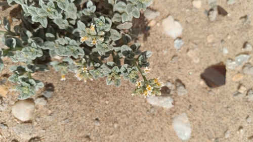 Greyleaf Heliotrope