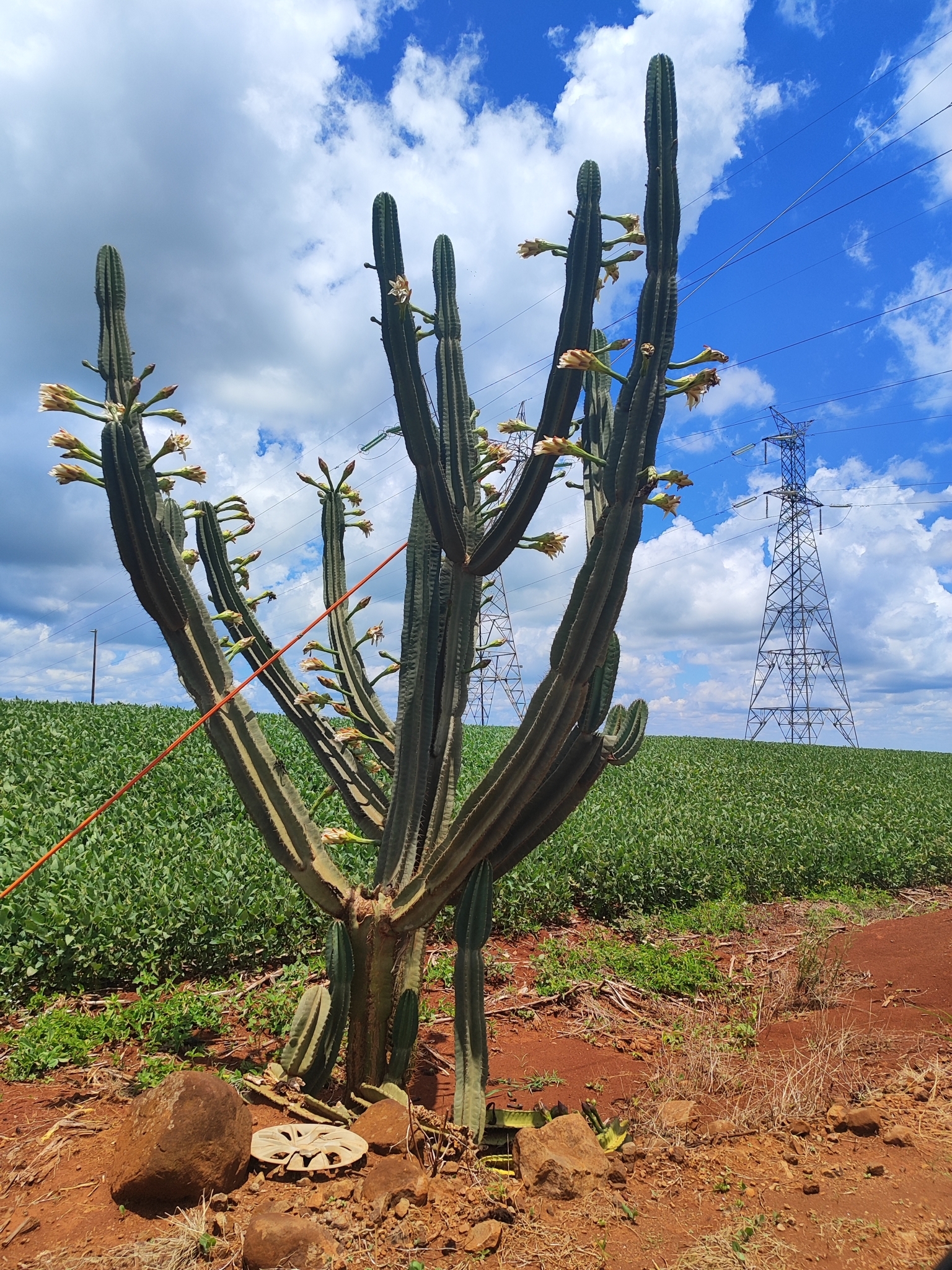 Cereus hildmannianus