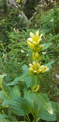 Gentiana burseri burseri
