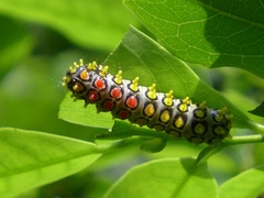 Cyclosia papilionaris