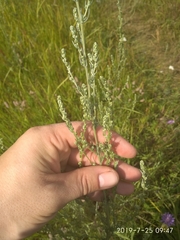 Artemisia marschalliana