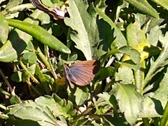 Zizeeria knysna