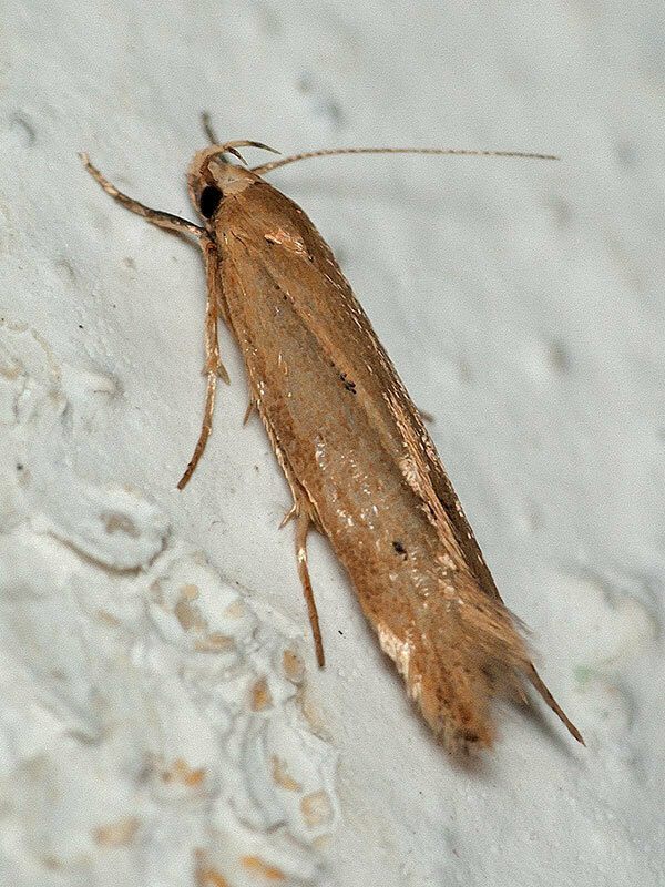 Angoumois Grain Moth