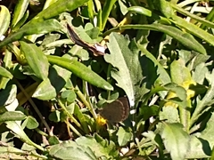 Zizeeria knysna