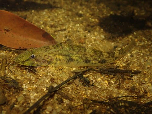 Gouden platkopgrondel (Glossogobius aureus) — Gobiidae