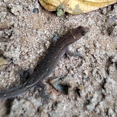 Natal Pigmy Gecko photo 1