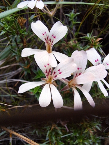 Image of Pelargonium pinnatum by (c) sisyphus_happy, some rights reserved (CC BY)
