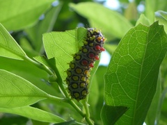 Cyclosia papilionaris