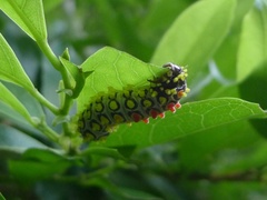 Cyclosia papilionaris