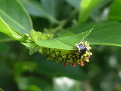 Cyclosia papilionaris