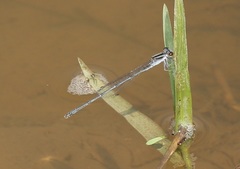 Pseudagrion hypermelas