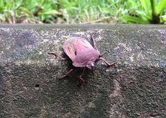Chalcopis glandulosa