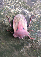 Chalcopis glandulosa