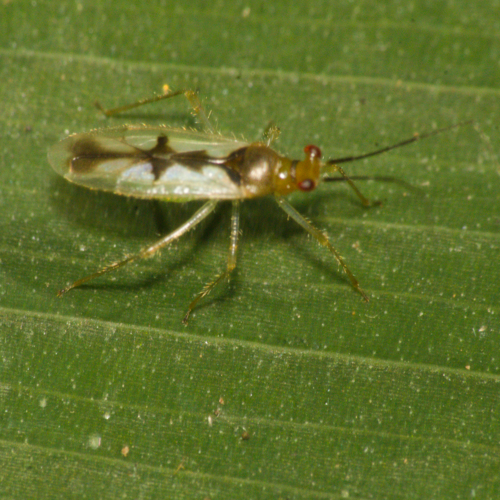Sinervus sulinus