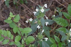 Galeopsis segetum