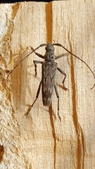Elytrimitatrix undata