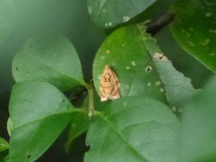 Adoxophyes privatana