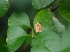 Adoxophyes privatana