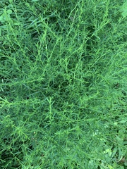 Polypremum procumbens