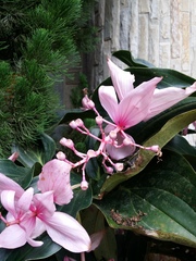 Medinilla magnifica