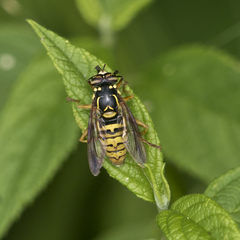 Spilomyia alcimus