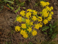 Bupleurum multinerve