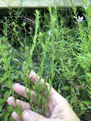 Lythrum alatum lanceolatum