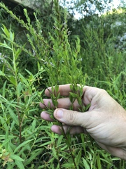 Lythrum alatum lanceolatum