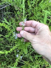 Lythrum alatum lanceolatum