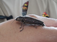 Chalcophora mariana massiliensis