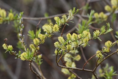 basket willow (Salix viminalis)