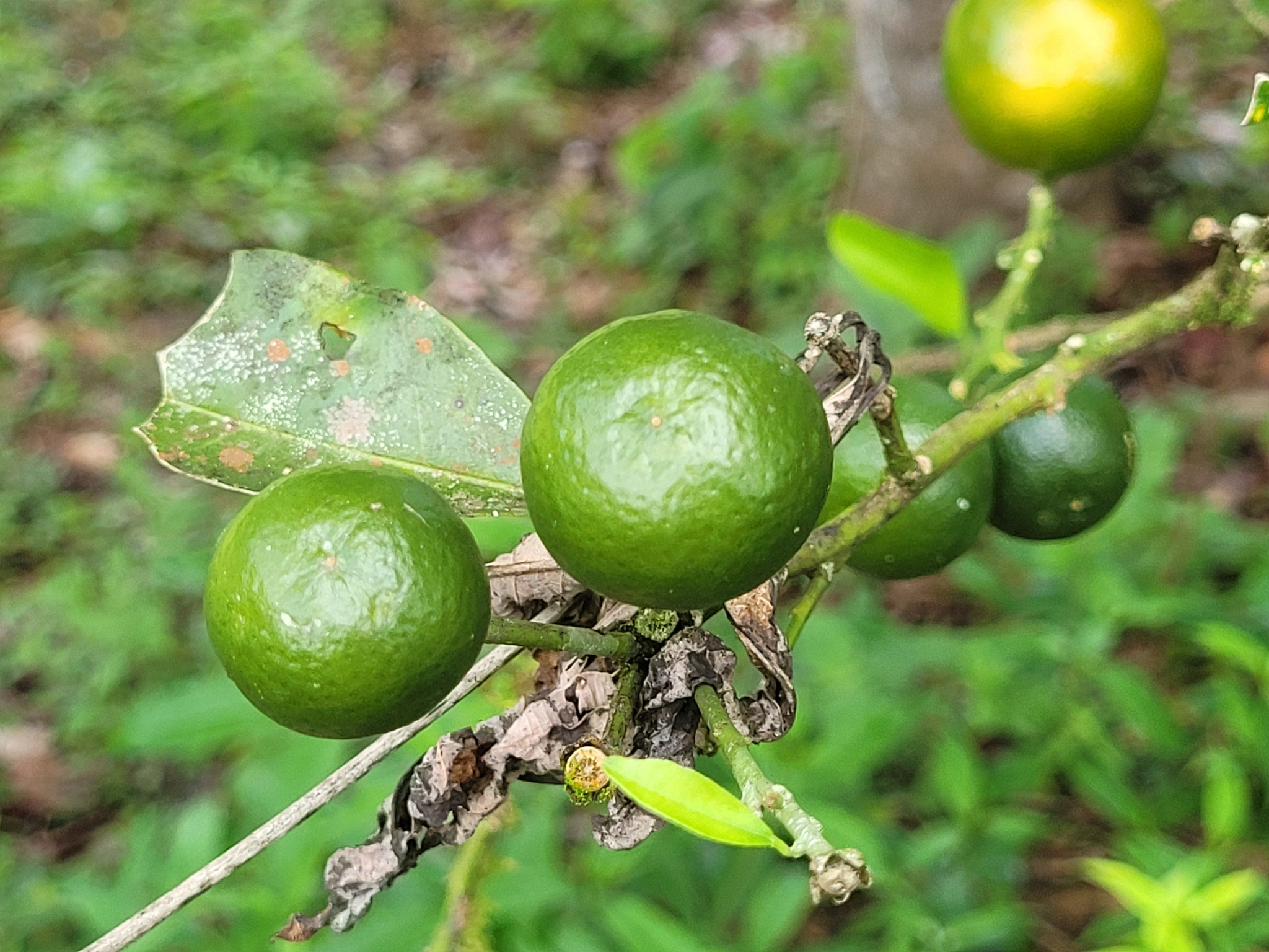 Imagem de Calamondin