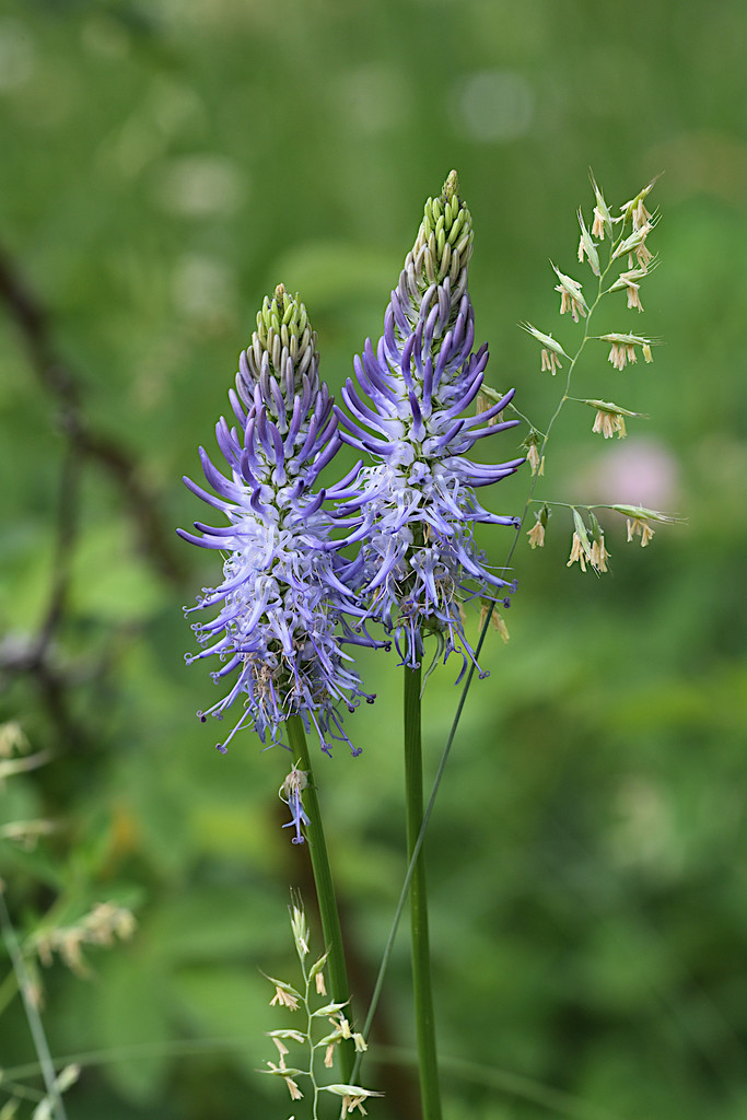 Spicata