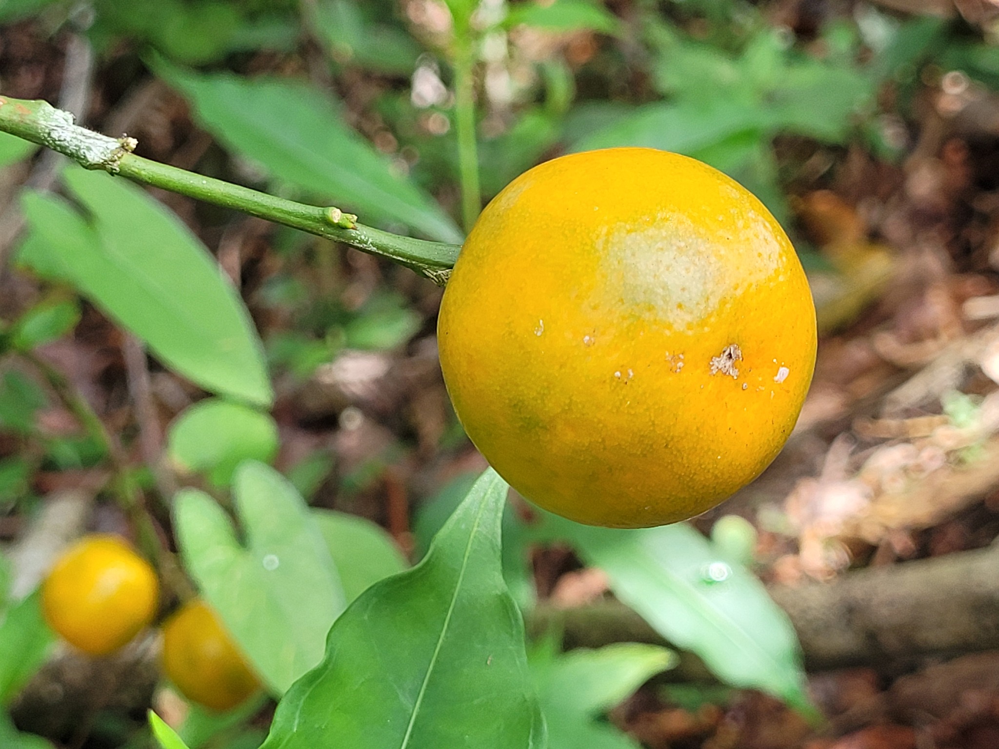 Imagem de Calamondin